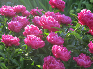 bright red peonies bloom in the garden in summer