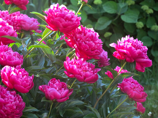 bright red peonies bloom in the garden in summer