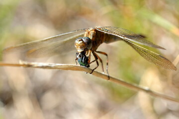 France, Aquitaine, Bassin d'Arcachon, libellule ayant capturé une mouche verte pour son alimentation.
