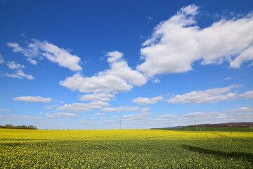 Leuchtend gelbes Rapsfeld unter blauem Himmel