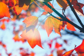 紅葉　赤