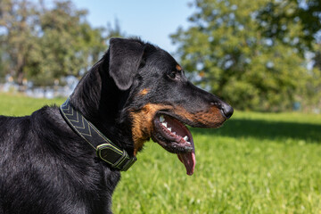 portrait of a young beauceron dog