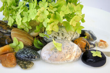 colorful pebbles in water with green hydrangea flowers