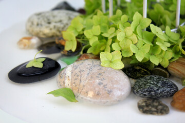 colorful pebbles in water with green hydrangea flowers