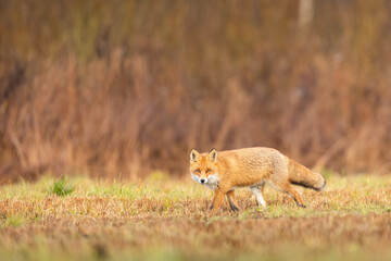 Mammals - European Red Fox (Vulpes vulpes)