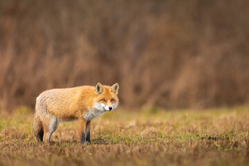 Fototapeta na wymiar Mammals - European Red Fox (Vulpes vulpes)