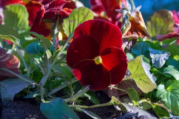 Poster Large red pansy flowers grow in a concrete flower bed. © Андрей Гой