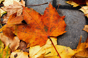 autumn maple leaf
