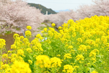 菜の花と桜