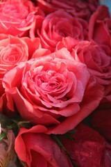 pink roses in a garden