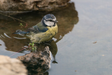 herrerillo común bañándose en el estanque junto a unas piedras (Cyanistes caeruleus) Ronda...