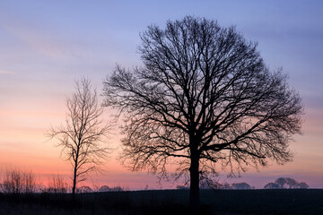Fototapeta na wymiar Silhouette of bald trees on a cold spring morning with colorful sky, Schleswig-Holstein, Northern Germany