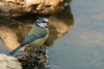 herrerillo común posado en una piedra junto al estanque del bosque (Cyanistes caeruleus)