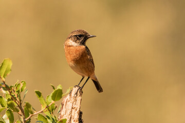 tarabilla común hembra posada en un tronco (Saxicola rubicola) 