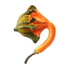 Small and crooked decorative pumpkin