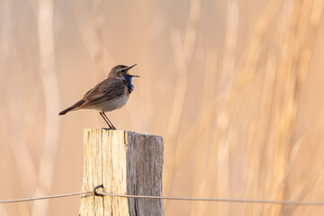 Cute and beautiful bluethroat Luscinia svecica singing on a pool, Schleswig-Holstein, Northern Germany
