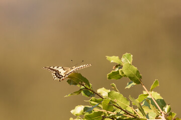 macaón en un arbusto verde ​ (Papilio machaon) 