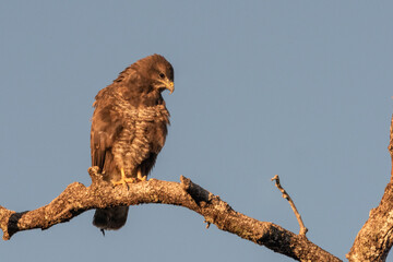 busardo ratonero (Buteo buteo) posado en una rama