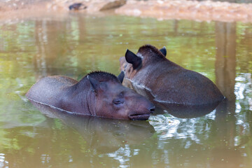 Tapir Baird's herbivorous mammal, similar in shape to a pig, with a short, prehensile nose trunk. Group of South American tapirs (Tapirus terrestris), also known as the Brazilian tapir in the water.