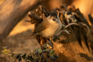 curruca capirotada (Sylvia atricapilla) con una valla negra en el pico 