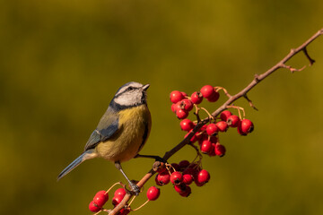 herrerillo común (Cyanistes caeruleus)  posado en una rama con frutos rojos y fondo verde Ronda Andalucía España	