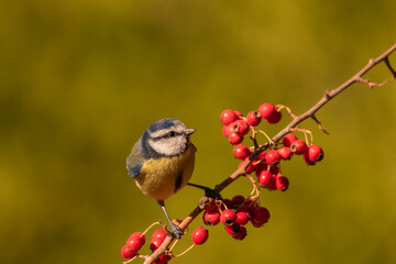 Obraz premium herrerillo común posado en una rama con frutos rojos y fondo verde (Cyanistes caeruleus)