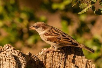 gorrión común posado en un tronco con fondo verde (Passer domesticus)