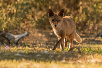  zorro común o zorro rojo al asecho en el bosque (Vulpes vulpes) Ronda Málaga Andalucía España