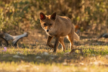  zorro común o zorro rojo en el bosque mediterráneo (Vulpes vulpes)