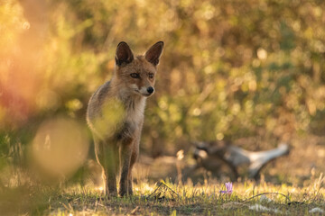  zorro común o zorro rojo junto al matorral ocre de otoño (Vulpes vulpes)