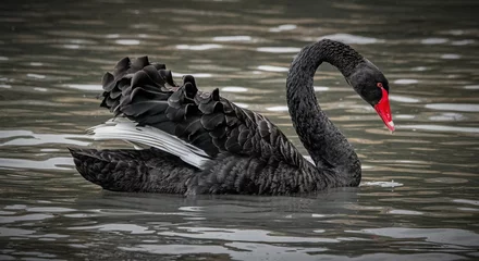 Raamstickers black swan on the lake © Chris