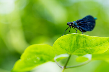 Close-up of a black dragonfly sitting on a leaf in the sunlight.