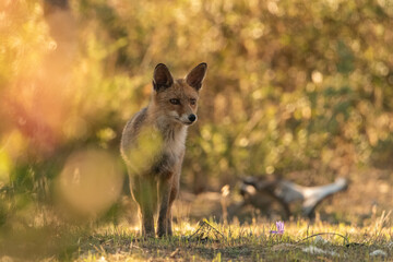  zorro común o zorro rojo oculto tras el matorral dorado y ocre de otoño (Vulpes vulpes) Ronda Andalucía España	