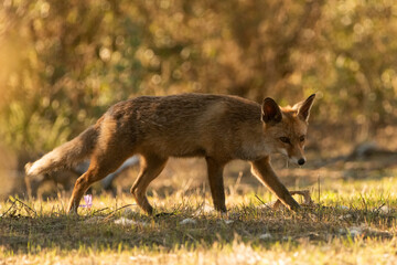Fototapeta premium zorro común o zorro rojo (Vulpes vulpes)