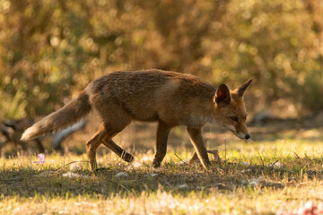  zorro común o zorro rojo en el bosque (Vulpes vulpes)