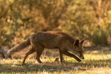  zorro común o zorro rojo al asecho en el bosque mediterráneo  (Vulpes vulpes)