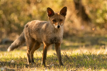  zorro común o zorro rojo en el bosque mediterráneo  (Vulpes vulpes) Ronda Málaga Andalucía España	