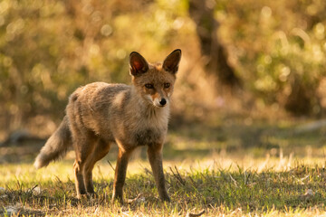  zorro común o zorro rojo (Vulpes vulpes) Ronda Málaga Andalucía España