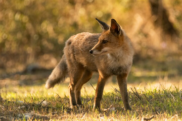  zorro común o zorro rojo mirando de costado sobre la hierva fresa del bosque mediterráneo...