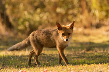  zorro común o zorro rojo de frente a la cámara (Vulpes vulpes) Ronda Málaga Andalucía España	