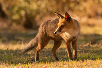  zorro común o zorro rojo de perfil en el claro del bosque (Vulpes vulpes)