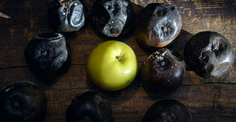 A green apple on a wooden board lies in the middle of rotten black apples. Concept - white crow, black sheep.  Stand out in the team