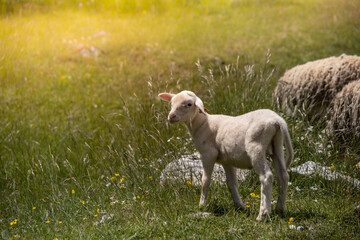 Obraz premium Baby sheep