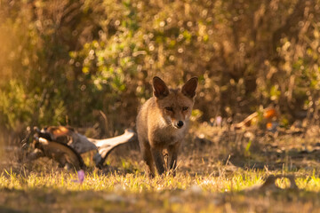 Obraz na płótnie Canvas zorro común o zorro rojo en el claro del bosque (Vulpes vulpes)