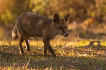  zorro común o zorro rojo al asecho de una presa (Vulpes vulpes) Ronda Málaga Andalucía España