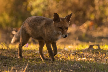  zorro común o zorro rojo por el bosque en busca de alimento (Vulpes vulpes)