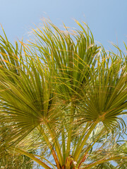 Palm tree with bright, juicy, green leaves against the blue sky on a sunny day. Vertical.
