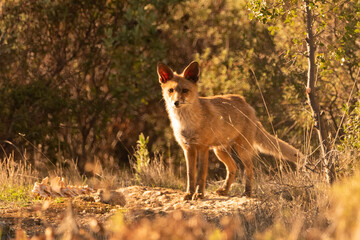  zorro común o zorro rojo observando de frente bajo el sol de otoño (Vulpes vulpes) Ronda Málaga Andalucía España	