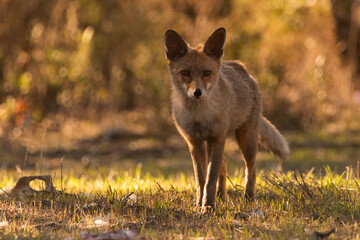 zorro común o zorro rojo mirando de frente al fotógrafo (Vulpes vulpes)