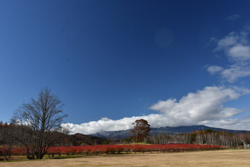 Fototapeta na wymiar 開田高原　ブルーベリーの紅葉と青空と雲
